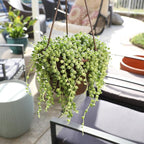 Live String of Pearls Succulent Plant Decor Hanging Basket, Real Succulents & Houseplants for Home or Office, Senecio Rowleyanus, Unique House Plants