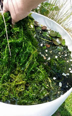 3 Bundles Anacharis Egeria Densa Elodea Live Aquarium Plants Freshwater Pond Aquatic Water Plant Decorations by Greenpro