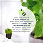 Live Aromatic and Edible Herb Assortment (Rosemary, Eucalyptus, Mint, Lemon Balm, Other Assorted Herbs), 6 Plants Per Pack