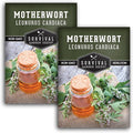 Motherwort Seeds for Planting - Plant & Grow Lion's Tail Medicinal Herbs in Your Home Herb Garden - Non-GMO Heirloom Variety - Survival Garden Seeds