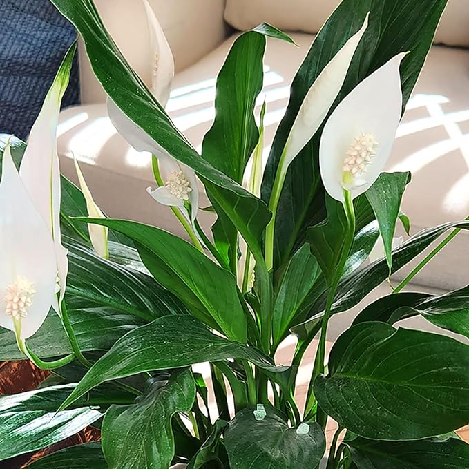 Peace Lily Plant, Houseplant Decor in 6" White Pot, Easy Flowering Gift, Peace Lilies, Indoor Plants, Spathiphyllum Gifts, Office Plants, Decorative Plants & Houseplants by Plants for Pets
