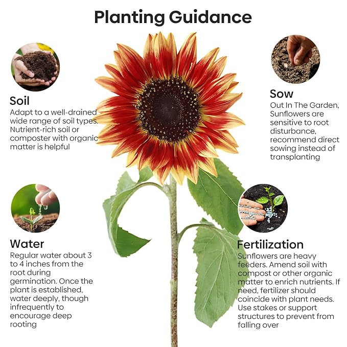 Groundio Sunflower Seeds for Planting, 15+ Varieties, 1 Oz, 300+ Mixed Seeds to Plant Colored Sunflower for Outdoors, Garden, Attracts Pollinators
