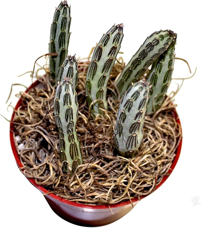 Fat Plants San Diego Succulent Plant(s) Fully Rooted in 4 inch Planter Pots with Soil - Real Live Potted Succulents/Unique Indoor Cactus Decor (1, Senecio stapeliaeformis)