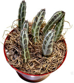 Fat Plants San Diego Succulent Plant(s) Fully Rooted in 4 inch Planter Pots with Soil - Real Live Potted Succulents/Unique Indoor Cactus Decor (1, Senecio stapeliaeformis)