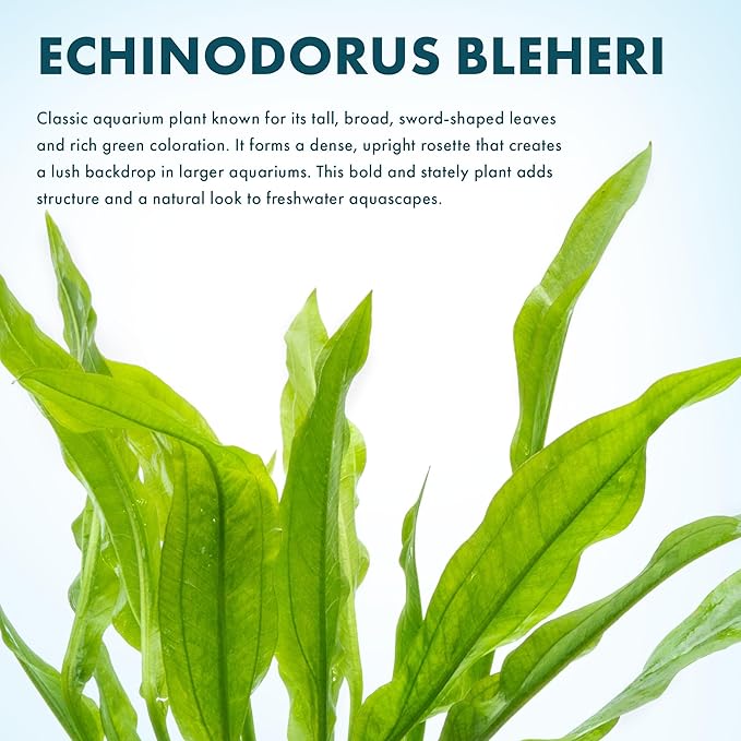 SubstrateSource Amazon Sword Echinodorus Bleheri Live Plant for Freshwater Aquariums, Natural Fish Tank Decorations, and Aquatic Decor (1 Pot (2-3 Plants))