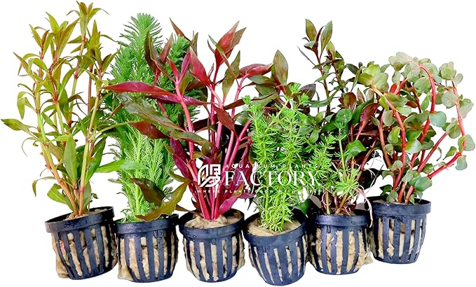 Aquarium Plants Packages [Grower's Choice] by Aquarium Plants Factory