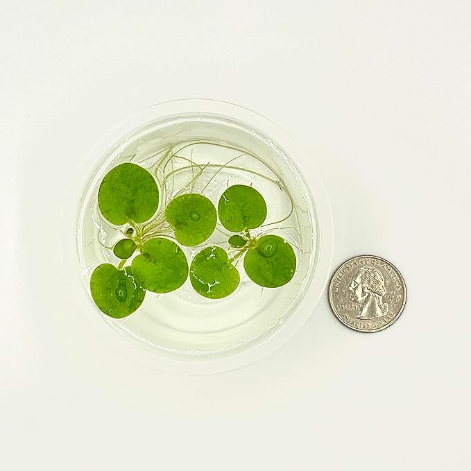 Amazon Frogbit, Limnobium laevigatum, Live Aquarium/Aquatic/Freshwater/Floating/Pond Plant/Planted Tank/Aquascaping/Paludarium by Aquarium Plant Center (6 Plants (18+ Leaves))