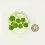 Amazon Frogbit, Limnobium laevigatum, Live Aquarium/Aquatic/Freshwater/Floating/Pond Plant/Planted Tank/Aquascaping/Paludarium by Aquarium Plant Center (24 Plants (72+ Leaves))