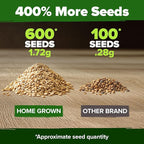 HOME GROWN Beefsteak Tomato Seed 2Pack - 600 Heirloom Tomato Seeds for Planting Outdoors High-Yield Non-GMO Vegetable Seeds for Growing Large, Meaty Tomatoes for Summer Dishes (Solanum lycopersicum)