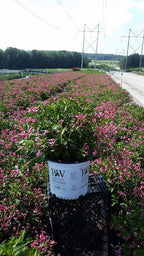 Live Plant from Green Promise Farms Florida Snippet 'Dark (Weigela) Shrub, 3-Size Container, Pink Flowers