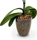 Organic Premium Orchid Soil Mix by Gardenera - Hand Mixed Classic Sphagnum Moss Potting Soil Mix - for Phalaenopsis Orchid - 5 Quart - Made in USA