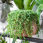 String of Pearls Live Succulent Plant (4-inch), Fully Rooted Trailing Houseplant for Hanging Baskets, Low Maintenance Home & Office Decor, Ideal Gift for Plant Lovers