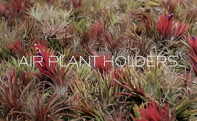 Air Plants - Tillandsia Ionantha - Organically Enhanced Color - Live Arrival Guaranteed - House Plants for Home Decor & Gift (Rose Pink 3 Pk + Black Heart)