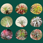 Cute Farms Tillandsia Air Plant Fertilizer | Gentle Weekly Use Formula Plant Food | Formulated Nutrients for Air Plants (8 oz. Spray Bottle + ONE Fine Mist Water Sprayer)