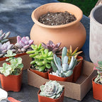 Live Succulents Plants Bulk Plant Tray (50 Pack), Indoor Houseplants, in Cactus and Succulent Soil Mix, Kit Gifts by for Pets, Black