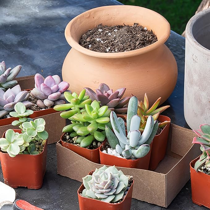 Succulents Plants Live (6PK) Potted Succulent Plants Live House Plants, Cactus Plants Live Plants Indoor Plants Live Houseplants, Indoor Plant Succulents Live Plant House Plant by Plants for Pets