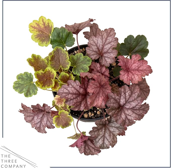 Live Heuchera (Coral Bells) – Tri-Color Blend – Beautiful Shade Perennial – Healthy Spring Plant – 10" Tall by 6" Wide in 2 Qt Pot