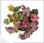 Live Heuchera (Coral Bells) – Tri-Color Blend – Beautiful Shade Perennial – Healthy Spring Plant – 10" Tall by 6" Wide in 2 Qt Pot