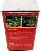 Chalily Water Lily Aquatic Plants Live Lilies Real Small or Big Pond Plant Lilly Ponds Cold Hardy Pads Grow waterlillies Flowering rhizomes Outdoor lilys Waterlily Lillies pre Grown lillys pad RED