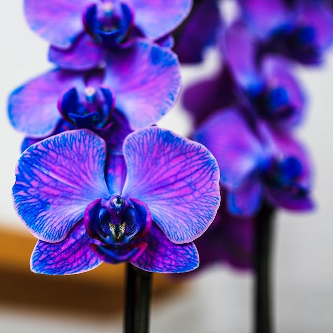 Green Circle Growers 5IN Watercolor Lavender Orchid in Hollywood Pink Ceramic Pot | Premium Live Orchid Plant | Modern Indoor Décor