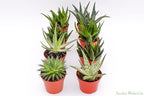 Live Aloe Succulents – Large Assorted 4-Inch Aloe Succulents – Fully Rooted Aloe Succulents (8)