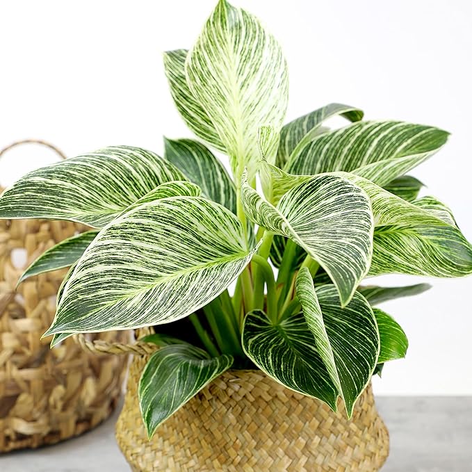 Variegated Philodendron Birkin Houseplant, Powerful Air Purifying Plant, Easy to Grow, Upright Philodendrons, Popular Live Indoor Plants, 6 in. Grower Pot