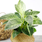 Variegated Philodendron Birkin House Plant Gift & Decor, Powerful Air Purifying Plant, Easy to Grow, Upright Philodendrons, Popular Live Indoor Plants, Includes 6" White Décor Pot, Unique Houseplants