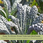 Clovers Garden Dinosaur Kale Plants - Two (2) Live Plants – Non-GMO - Not Seeds - Each 4" to 8" Tall – in 4" Inch Pots - Heirloom, Frost Tolerant