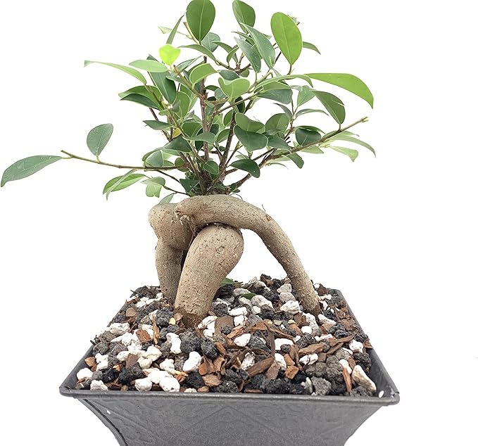 Bonsai Soil All Purpose Mix | Fast Draining Pre Blend (2 Quart Bag) Plant | Pumice, Lava, Calcined Clay and Pine Bark ● Potting Pre Mixed Bonsai Plant Soil Mixture By The Bonsai Supply