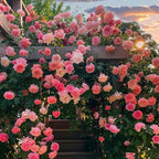 300+ Climbing Rose Seeds for Planting - Rare Climbing Rose Rosa Bush Vine Non-GMO Heirloom Climbing Flowers Seeds Outdoor Indoor Garden