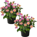 Live Flowering Lantana - Havana Pink Sky (2 Plants Per Pack), Healthy Blooming Pollinator, 8" Tall by 5" Wide in 1 Qt Pot