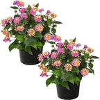 Live Flowering Lantana - Havana Pink Sky (2 Plants Per Pack), Healthy Blooming Pollinator, 8" Tall by 5" Wide in 1 Qt Pot