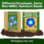 HOME GROWN Heavenly Blue Morning Glory - 150 Heirloom Seeds for Planting, Ideal for a Flower Garden that Attracts Pollinators and Birds (Ipomoea Tricolor)