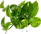 Pothos Golden Easy Air Purifying House Plant, 4" Pot