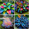 305+ Hosta Seeds Mix for Planting,Rare Hosta Seeds Mixed Colors,Dual Use for Ground Cover & Pots, Create Cool Shaded Garden Outdoor