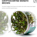 Ultum Nature Systems Cryptocoryne Wendtii Brown Tissue Culture Live Plant for Aquarium, Aquascape, Freshwater Fish Tanks - 100% Snail Free in Vitro