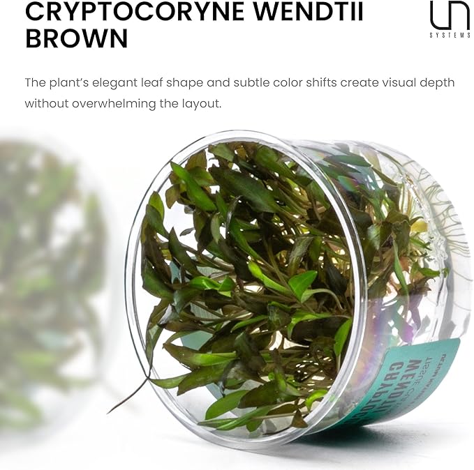 Ultum Nature Systems Cryptocoryne Wendtii Brown Tissue Culture Live Plant for Aquarium, Aquascape, Freshwater Fish Tanks - 100% Snail Free in Vitro