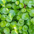 Chalily Pennywort, a Great Live Pond Plant for Your Water Garden. Filters The koi and Goldfish Pond. Good for Bogs, Plant Shelf or Shallow Water This marginal Aquatic is a Real Beauty