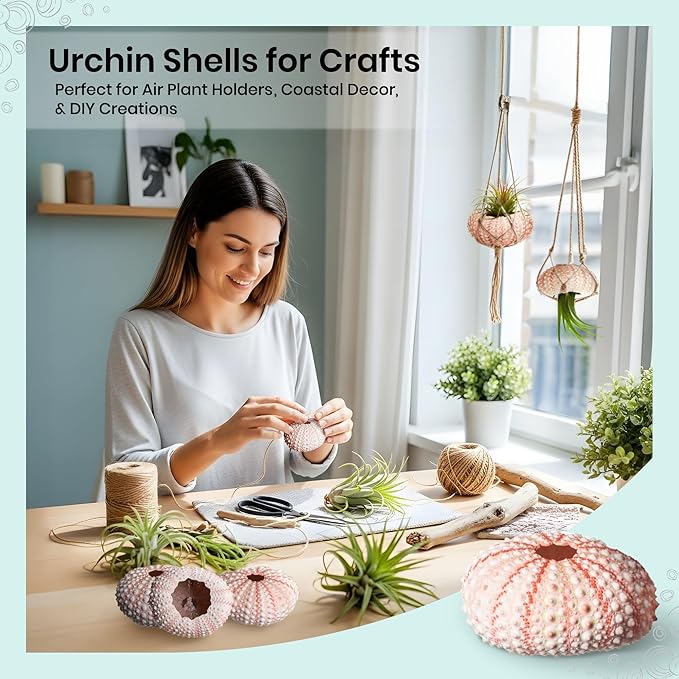 Nautical Crush Trading Sea Urchins Shells for Air Plants - 25 Pink (1-2") Sea Urchin Shells - Hanging Air Plant Holder - Air Plants Live Holders - No Plants Included