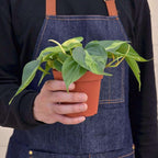 Philodendron Hederaceum Brasil Live Plant for Indoor | Different Houseplants in 4'' & 6'' Pot | Real House Plant for Living Room, Office, Desk & Bathroom | Cordatum