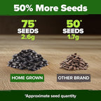 HOME GROWN Chocolate Cherry Sunflower Seeds 75 Heirloom Seeds for Planting Burgundy Sunflowers Tall Flower for Garden, Pollinators, Butterflies (Helianthus annuus)