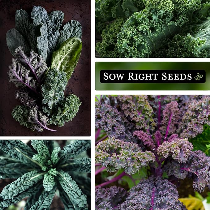 Sow Right Seeds - Bulk Mixed Kale Seeds for Planting - 4 Grams, 1200 Seeds - Non-GMO Heirloom Jumbo Packet to Plant Home Vegetable Garden - Grow Loads of Healthy Kale - Variety of Colors and Textures