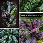 Sow Right Seeds - Bulk Mixed Kale Seeds for Planting - 4 Grams, 1200 Seeds - Non-GMO Heirloom Jumbo Packet to Plant Home Vegetable Garden - Grow Loads of Healthy Kale - Variety of Colors and Textures