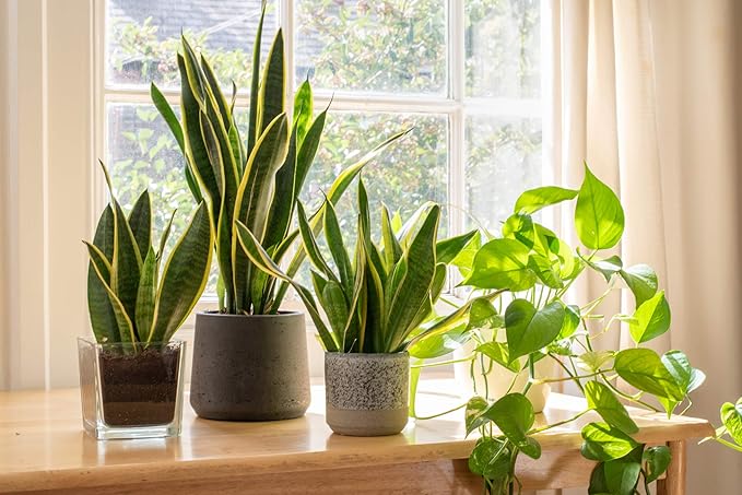 Live Snake Plant, Sansevieria trifasciata Laurentii, Fully Rooted Indoor House Plant in Pot, Mother in Law Tongue Sansevieria Plant, Potted Succulent Plants, Sansevieria laurentii by Plants for Pets
