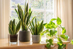 Live Snake Plant, Sansevieria trifasciata Laurentii, Fully Rooted Indoor House Plant in Pot, Mother in Law Tongue Sansevieria Plant, Potted Succulent Plants, Sansevieria laurentii by Plants for Pets