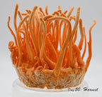 Root Mushroom Farm- Mushroom Liquid Cultures /10ml Syringe/Cordyceps Militaris