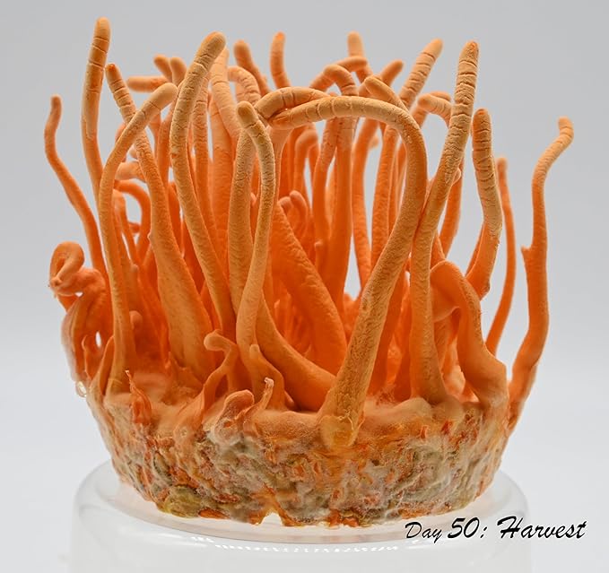 Root Mushroom Farm- Mushroom Liquid Cultures /10ml Syringe/Cordyceps Militaris
