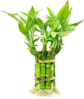 Lucky Bamboo Plants Live Indoor (10 Stalks, 4 Inch) - Fresh House Plants for Office Desk, Home Decor, for Positive Energy, Prosperity & Easy Care
