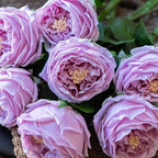 DUYONE Fake Flowers for Decoration Home Decor Artificial Flowers Austin Rose Peony Latex Fake Flower Living Room Decoration Vivid Pink Roses Peonies (Light Purple 4pcs)