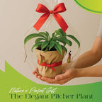Pitcher Plant Live - Nepenthes Alata Carnivorous Plants Live - Exotic - Easy to Grow, Air Purifying, Indoor House Plants Flowers for Home, Office, Wedding Decor & Birthday Gift (Heat Pack Included)